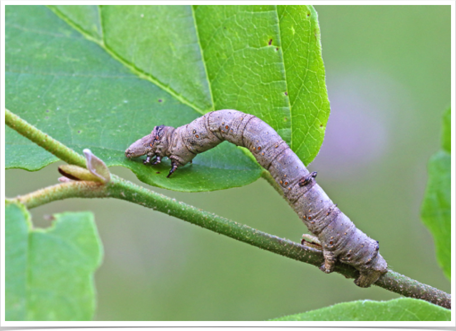 Eutrapela clemataria
Purplish-brown Looper
Bibb County, Alabama